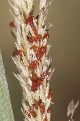 Sporobole fertile, Sporobole tenace Sporobolus indicus (L.) R.Br., 1810