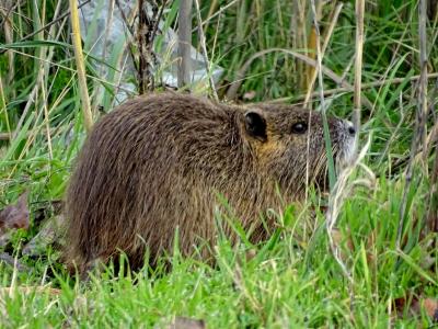 Ragondin Myocastor coypus (Molina, 1782)