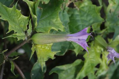 Stramoine, Herbe à la taupe, Datura officinale Datura stramonium L., 1753