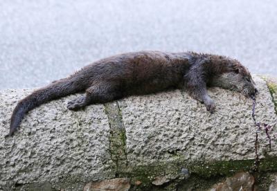 Loutre Lutra lutra (Linnaeus, 1758)