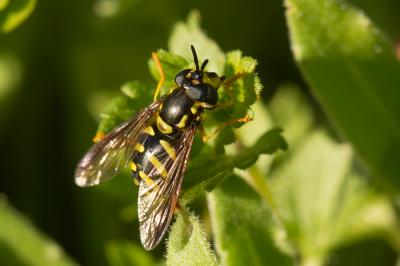  Chrysotoxum Meigen, 1803