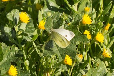 Piéride de la Rave (La), Petit Blanc du Chou (Le), Pieris rapae (Linnaeus, 1758)