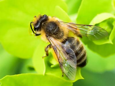  Andrena nigroaenea (Kirby, 1802)