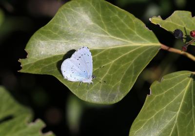 Azuré des Nerpruns (L'), Argus à bande noire (L'), Celastrina argiolus (Linnaeus, 1758)