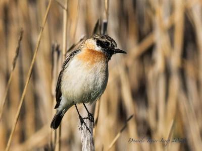 Saxicola maurus