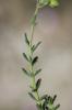 Fumana à feuilles de thym, Hélianthème à feuilles  Fumana thymifolia (L.) Spach ex Webb, 1838