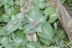 Lamier maculé, Lamier à feuilles panachées Lamium maculatum (L.) L., 1763