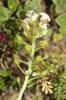 Hutchinsie Hornungia alpina (L.) O.Appel, 1997