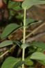 Millepertuis de Burser Hypericum richeri subsp. burseri (DC.) Nyman, 1878