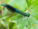 Caloptéryx éclatant Calopteryx splendens (Harris, 1780)