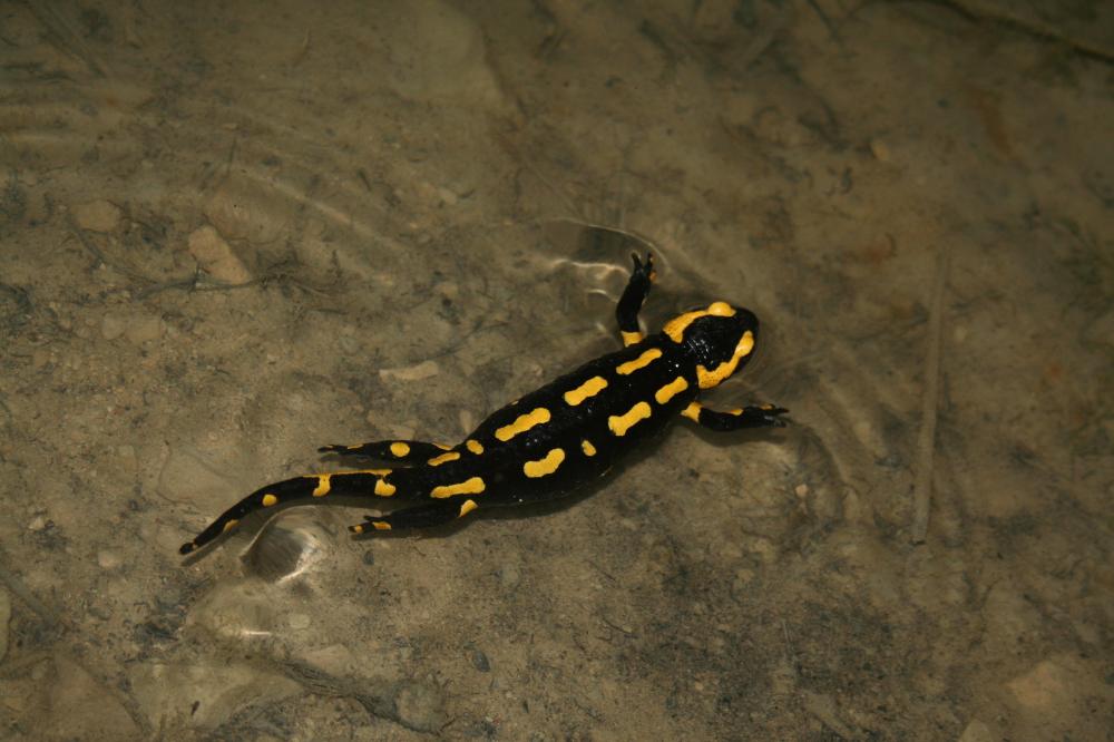 Le Salamandre tachetée terrestre Salamandra salamandra terrestris Lacepède, 1788