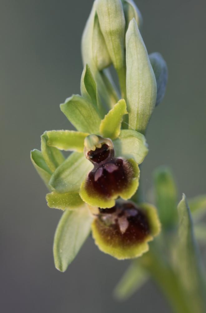 Ophrys verdissant Ophrys virescens Philippe, 1859