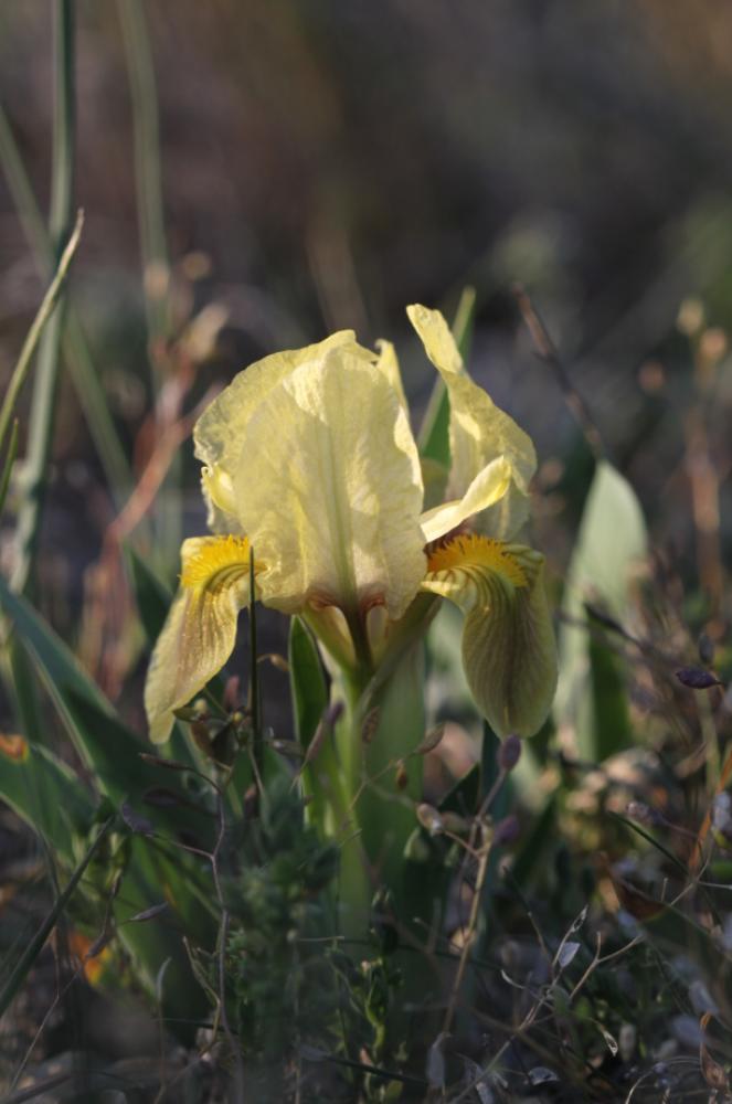 Iris jaunâtre Iris lutescens Lam., 1789