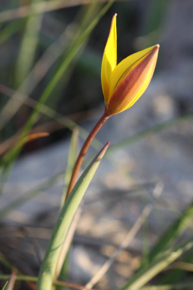 Tulipe des Alpes, Tulipe du Midi Tulipa sylvestris subsp. australis (Link) Pamp., 1914