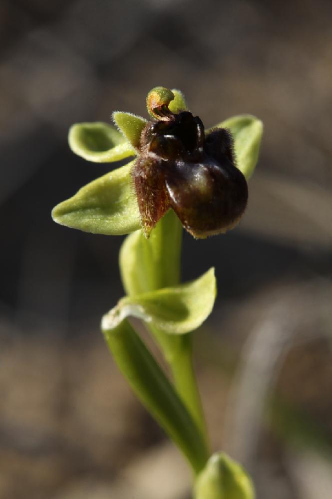 Le Ophrys bombyx Ophrys bombyliflora Link, 1800