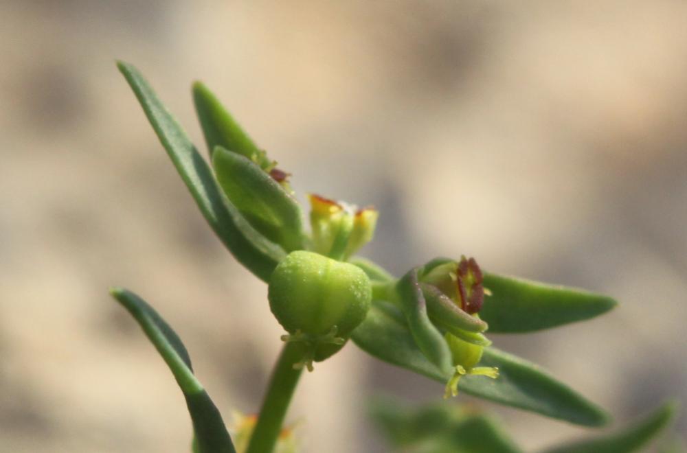 Le Euphorbe fluette Euphorbia exigua L., 1753
