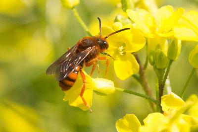  Nomada agrestis Fabricius, 1787