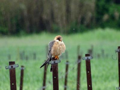 Falco vespertinus