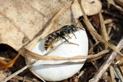  Osmia rufohirta Latreille, 1811