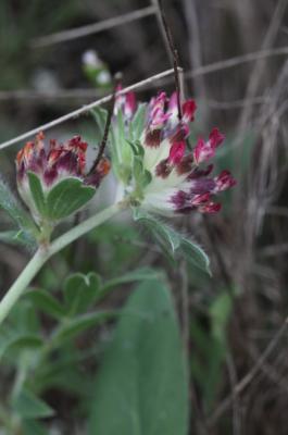 Anthyllide à fleurs rouges Anthyllis vulneraria subsp. rubriflora Arcang., 1882