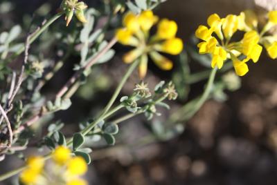 Coronille mineure Coronilla minima subsp. minima L., 1756