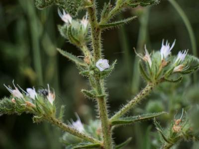 Échium d'Italie Echium italicum subsp. italicum L., 1753