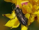  Anthaxia confusa Gory, 1841