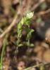 Sabline à feuilles de serpolet, Sabline des murs Arenaria serpyllifolia L., 1753