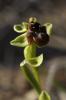 Ophrys bombyx Ophrys bombyliflora Link, 1800