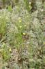 Renoncule des champs, Chausse-trappe des blés Ranunculus arvensis L., 1753
