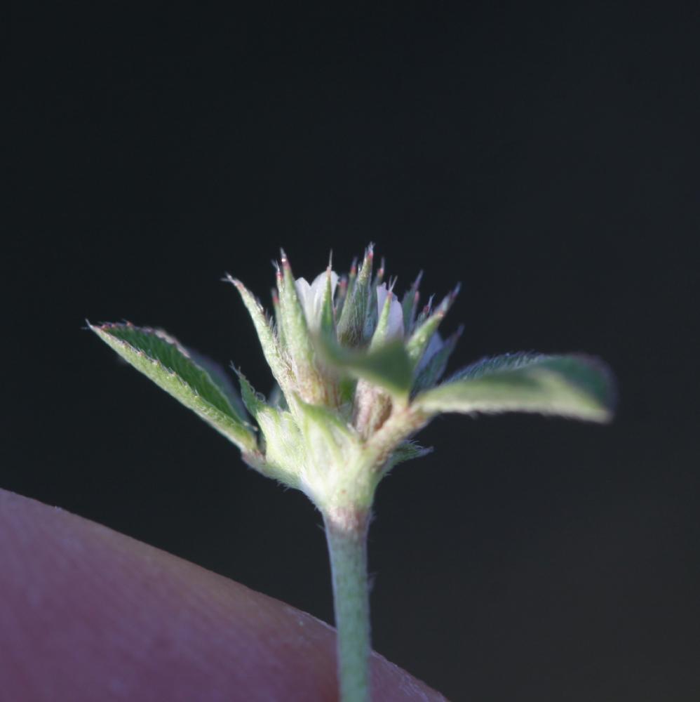 Le Trèfle rude, Trèfle scabre Trifolium scabrum L., 1753