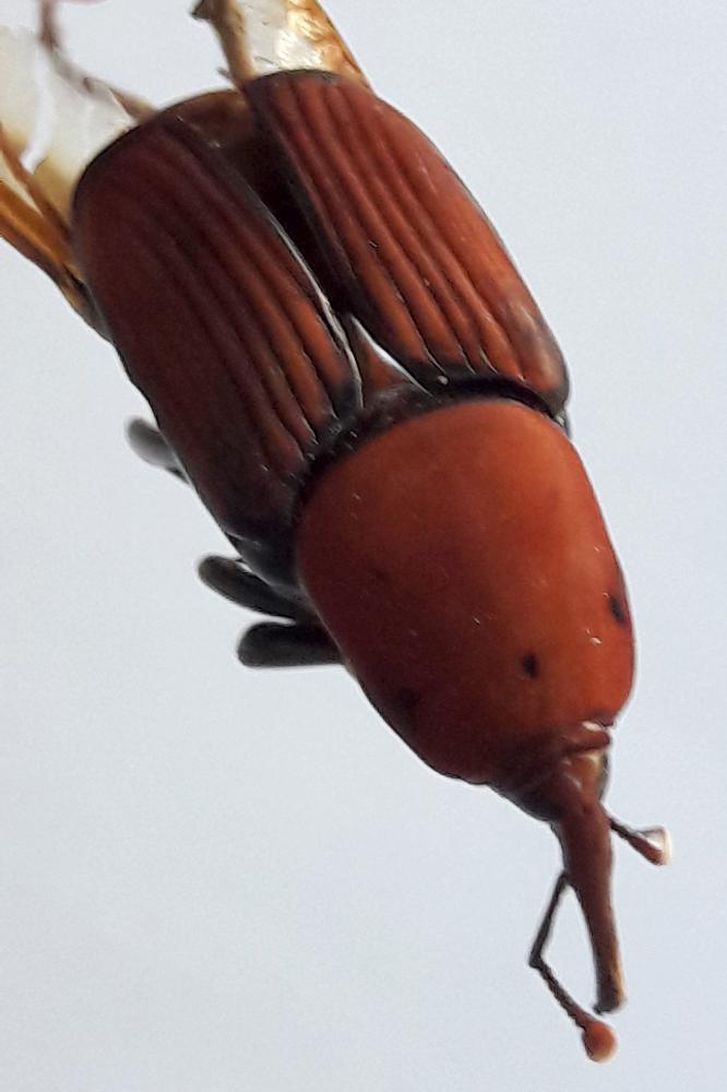 Le  Rhynchophorus ferrugineus (Olivier, 1791)