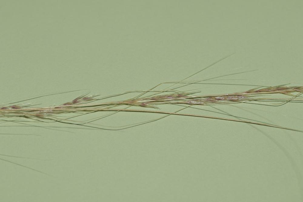  Nassella tenuissima (Trin.) Barkworth, 1990