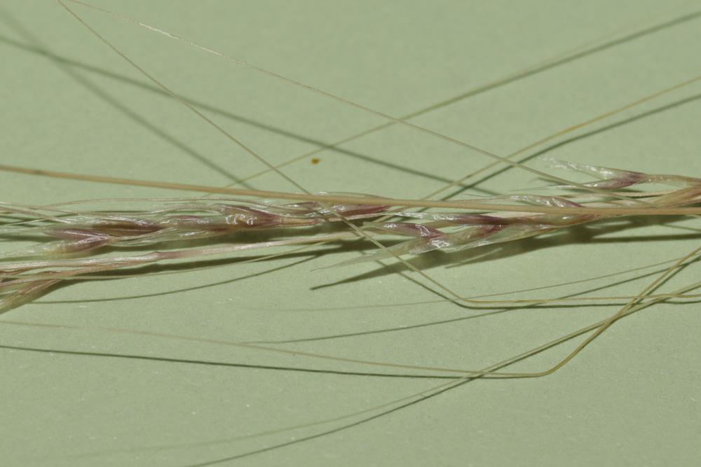 Le  Nassella tenuissima (Trin.) Barkworth, 1990