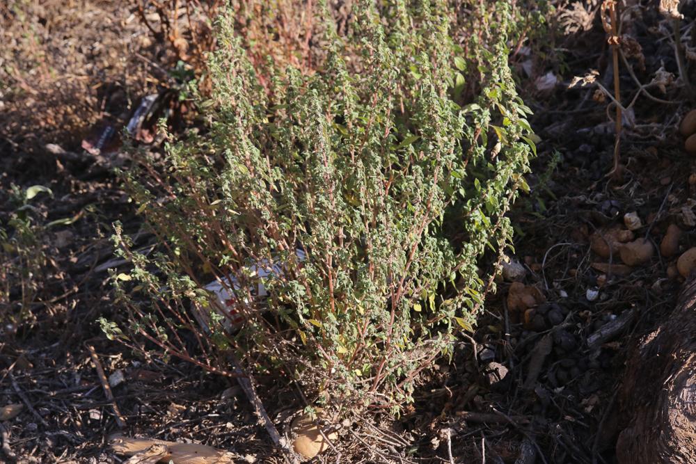 Le Amarante des bois, Amarante sylvestre Amaranthus graecizans subsp. silvestris (Vill.) Brenan, 1961