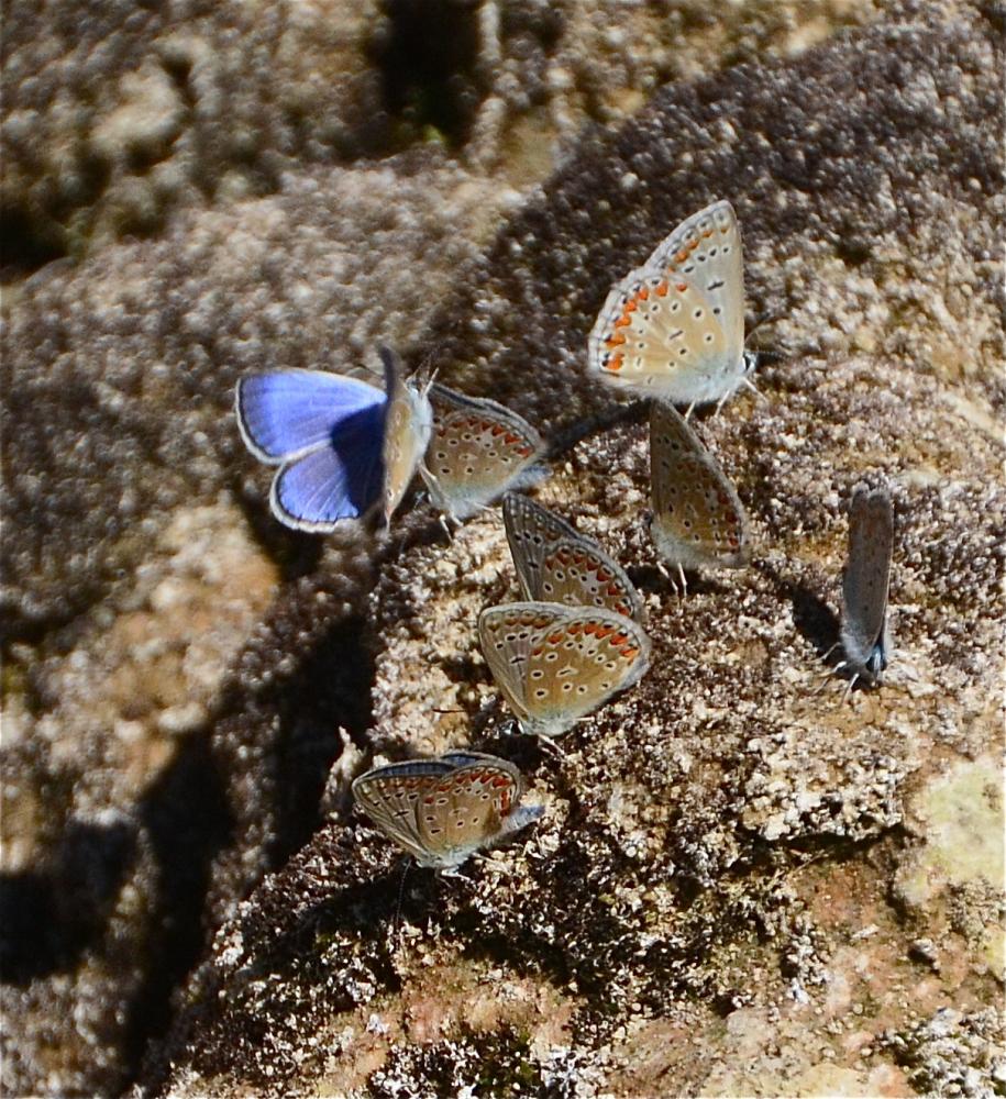 Azuré commun Polyommatus icarus (Rottemburg, 1775)