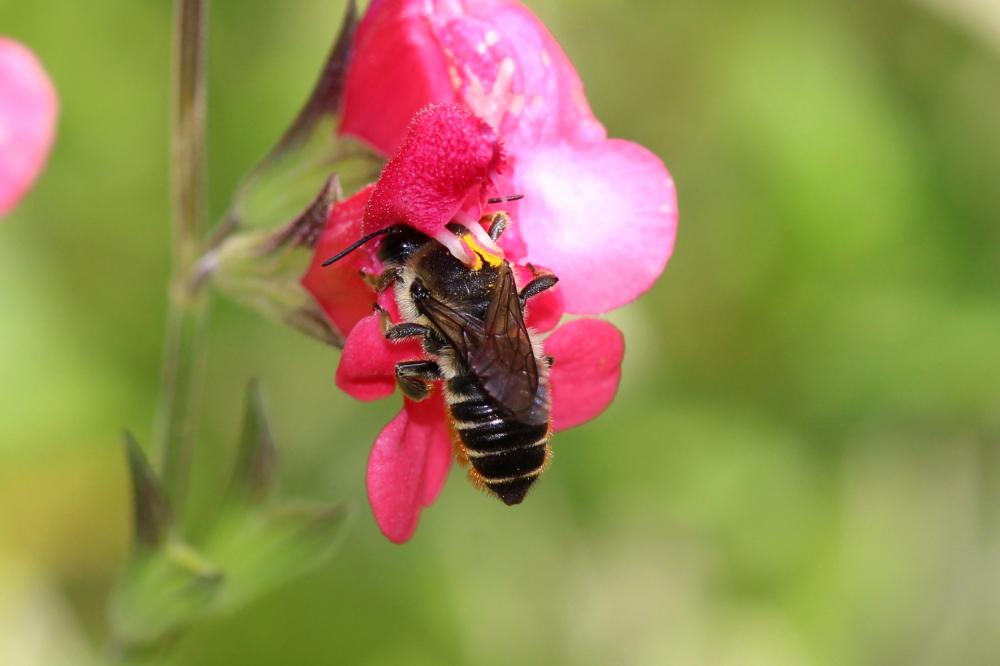 Le Mégachile du rosier, Abeille découpeuse Megachile centuncularis (Linnaeus, 1758)