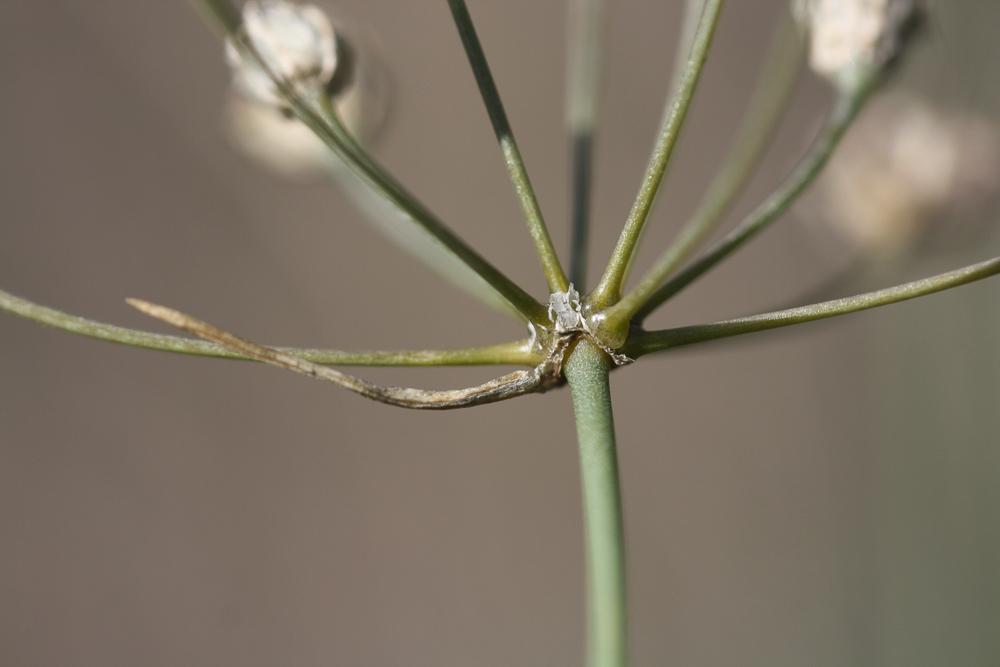 Le Ail musqué Allium moschatum L., 1753