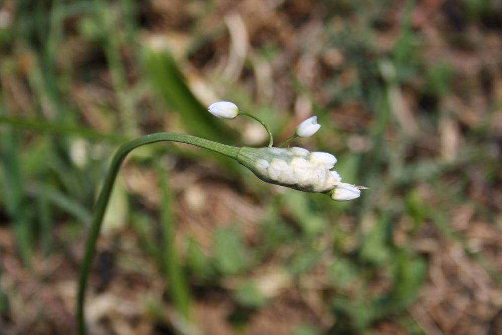 Le Ail de Naples, Ail blanc Allium neapolitanum Cirillo, 1788