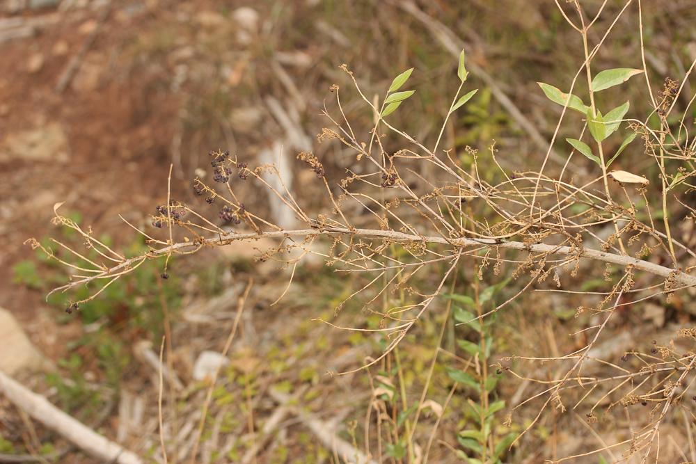 Corroyère à feuilles de myrte, Redoul, Herbe-aux-t Coriaria myrtifolia L., 1753