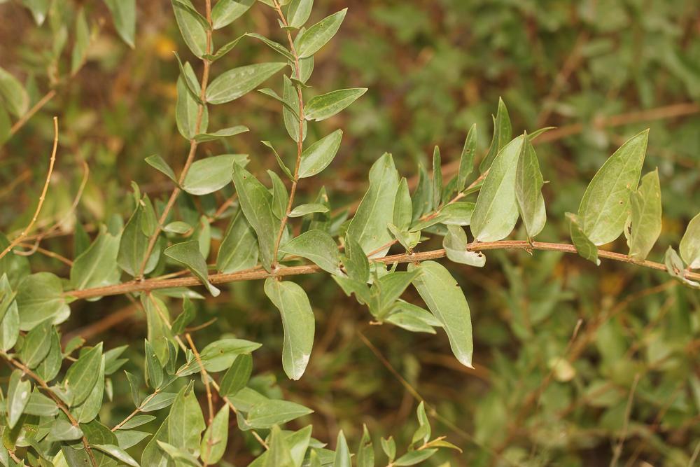 La Corroyère à feuilles de myrte, Redoul, Herbe-aux-t Coriaria myrtifolia L., 1753