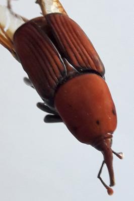  Rhynchophorus ferrugineus (Olivier, 1791)