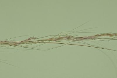  Nassella tenuissima (Trin.) Barkworth, 1990
