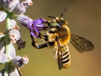 Lithurgus chrysurus