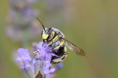  Anthidium loti Perris, 1852