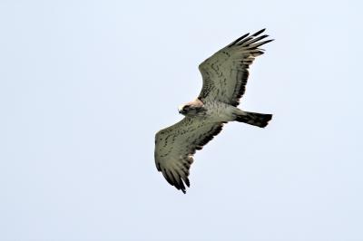 Circaète Jean-le-Blanc Circaetus gallicus (Gmelin, 1788)