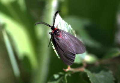 Aglaopé des haies (L'), Zygène des Epines (La) Aglaope infausta (Linnaeus, 1767)