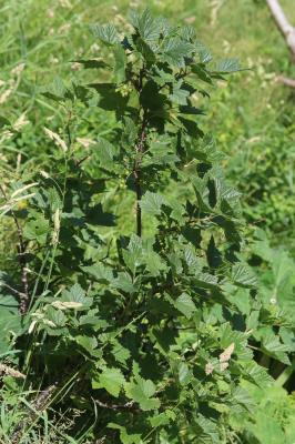 Cassis, Groseillier noir Ribes nigrum L., 1753