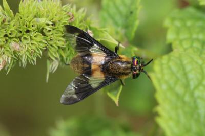 Chrysops caecutiens