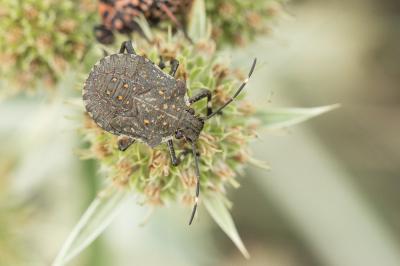 Punaise diabolique Halyomorpha halys (Stål, 1855)